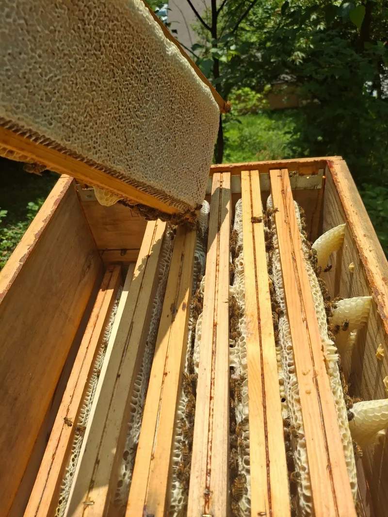 Cadres de cire d’une ruche, couverts d’abeilles