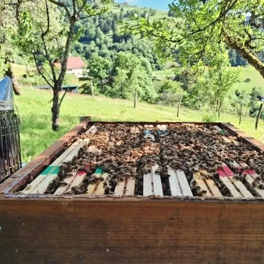 Une ruche vue du dessus, abeilles sur les cadres, vallée en arrière-plan