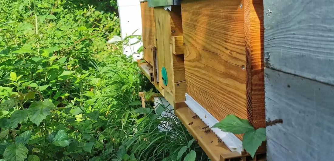 Entrée d’une ruche en bois au milieu de la verdure, avec quelques abeilles